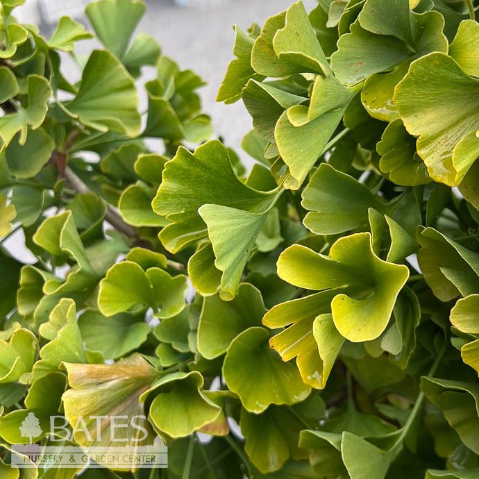 8p Ceramic Bonsai Starter Ginkgo bil Everton Broom/ Dwarf Maidenhair Tree (Male) - No Warranty