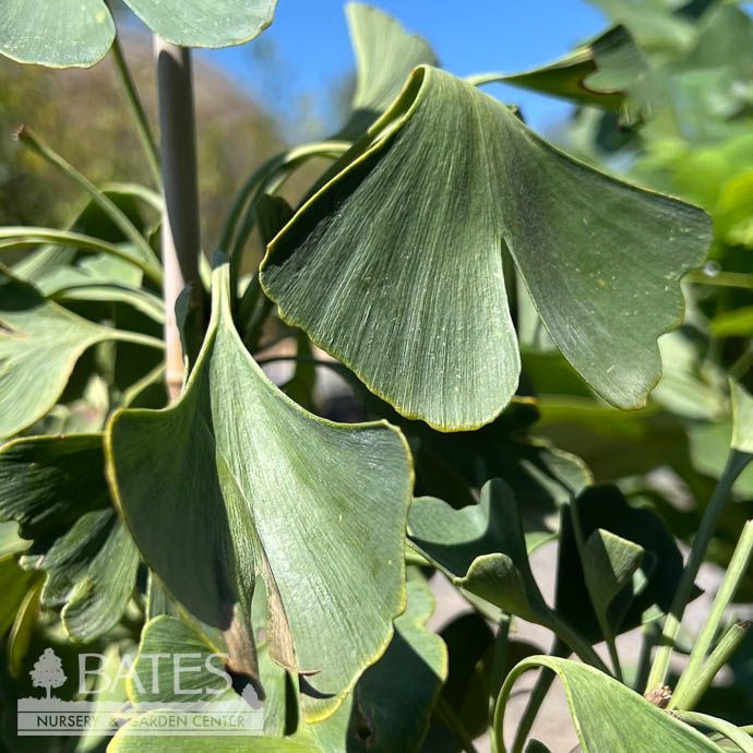 #7 Ginkgo bil Sky Tower/ Columnar Maidenhair Tree (Male)