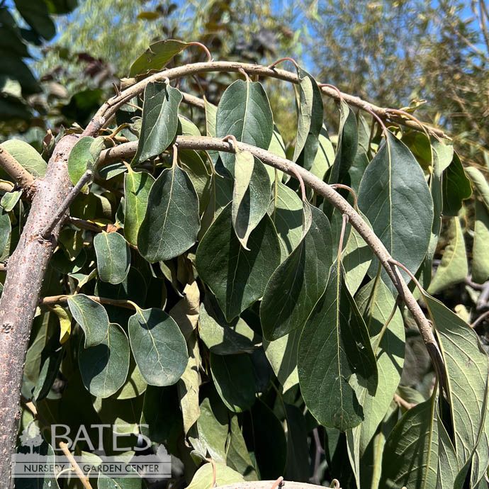 #15 Diospyros virg Magic Fountain/ Weeping Persimmon Native (TN)