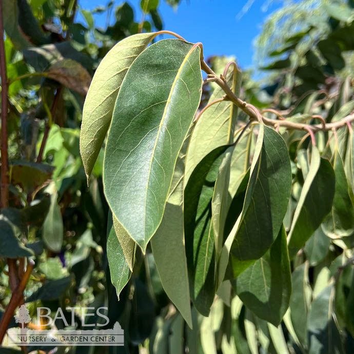 #15 Diospyros virg Magic Fountain/ Weeping Persimmon Native (TN)