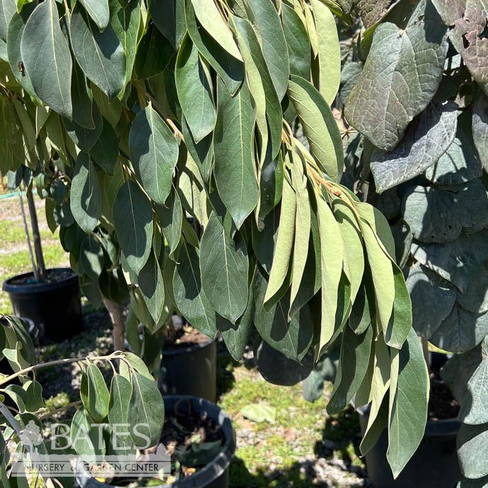 #15 Diospyros virg Magic Fountain/ Weeping Persimmon Native (TN)
