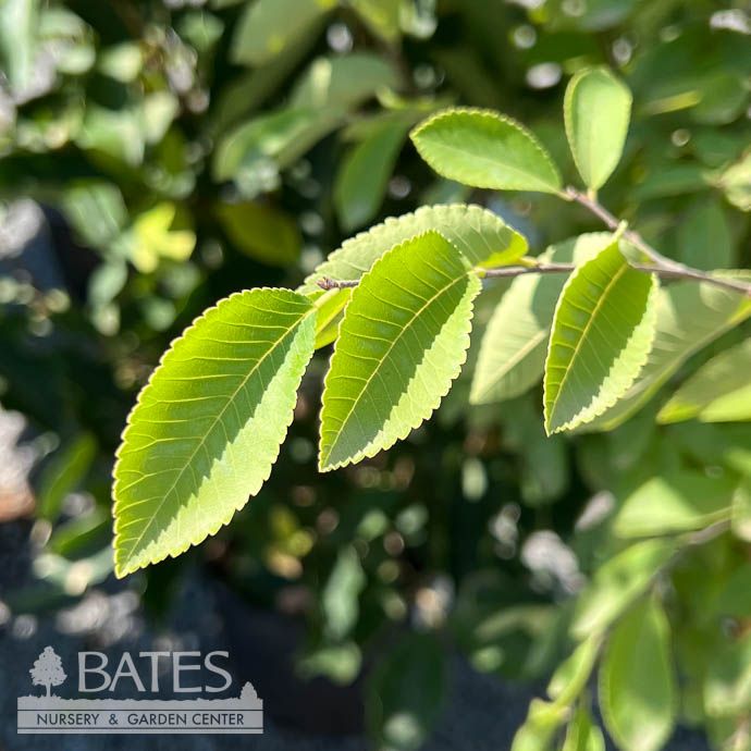 #5 Ulmus parv Golden Rey/ Chinese Elm Lacebark