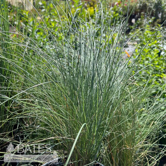 #1 Grass Muhlenbergia cap Pink Cloud/ Pink Muhly Native (TN)