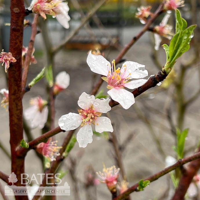 Edible #5 Prunus dulcis Monterey/ Almond