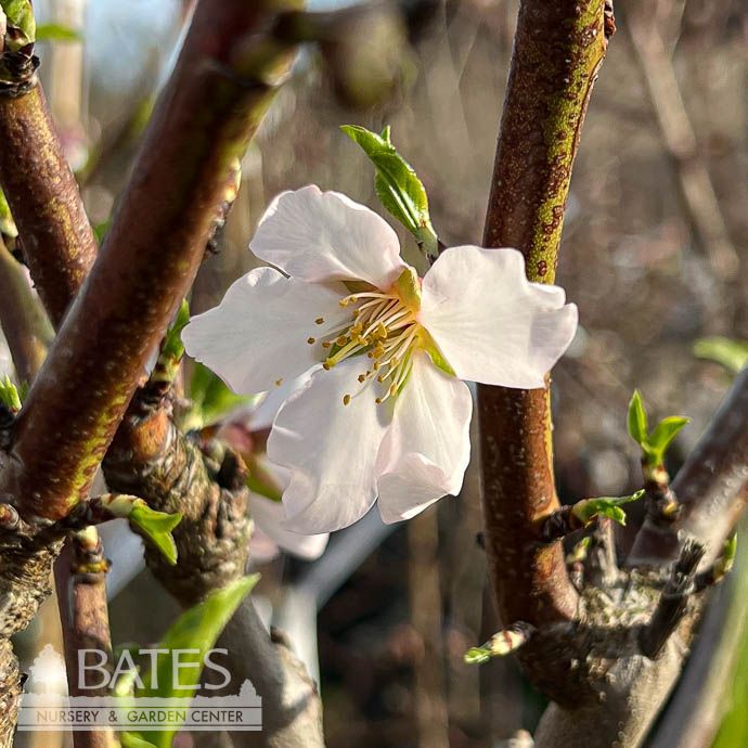 Edible #5 Prunus dulcis Padre/ Almond