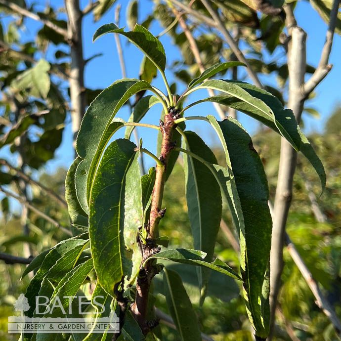 Edible #5 Prunus dulcis Padre/ Almond