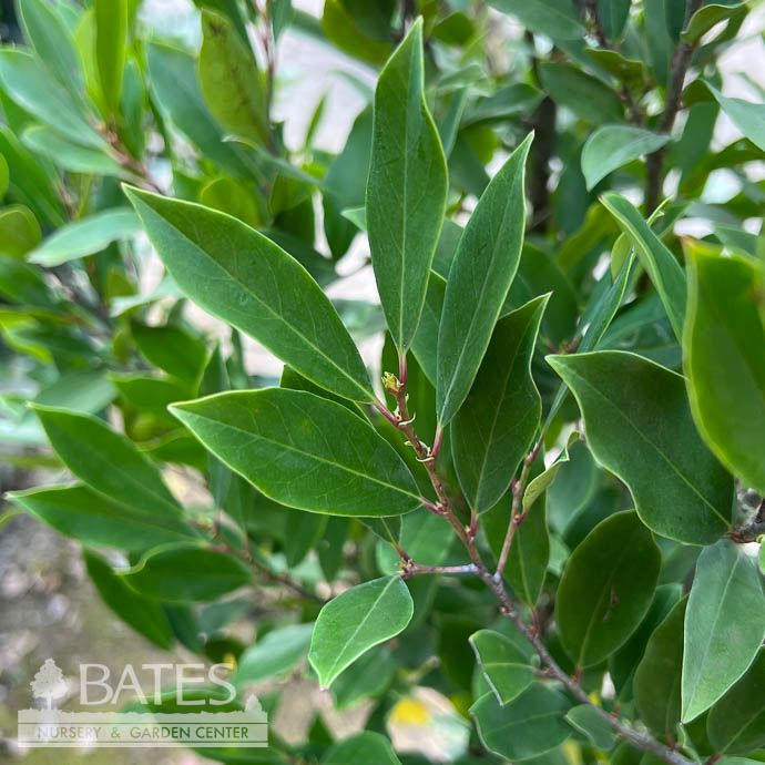 #7 Prunus car Compacta/ Dwarf Cherry Laurel Native (R)