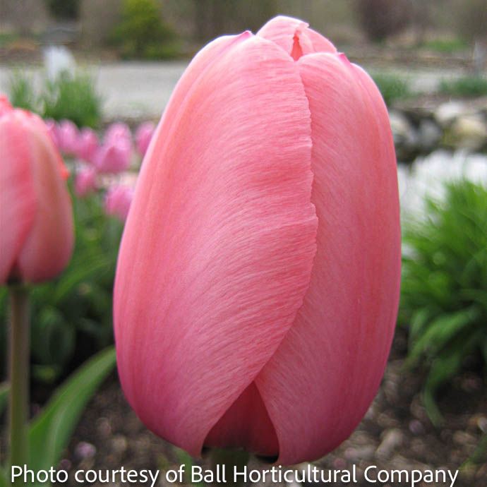 Bulb Tulip Pink Impression /Darwin Hybrid  7/pk