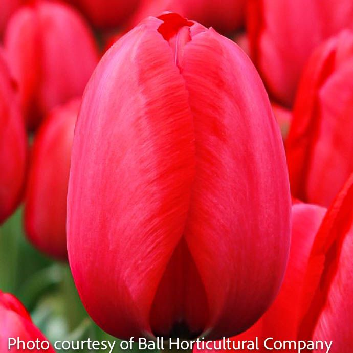 Bulb Tulip Red Impression/ Darwin Hybrid 7/pk