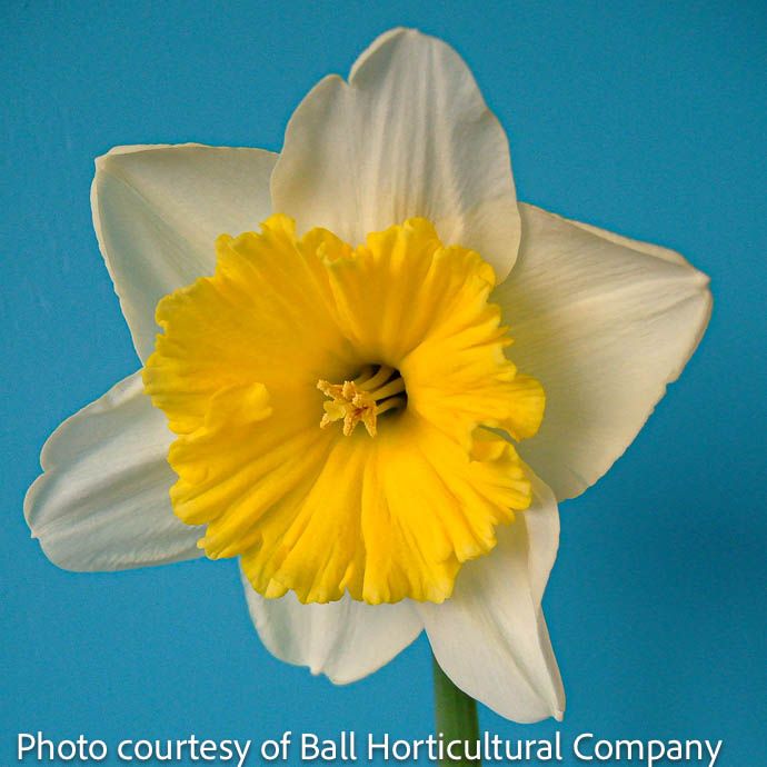 Bulb Daffodil/Narcissus Ice Follies /white w/ yellow Large Cup 7/pk