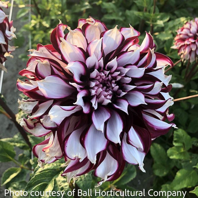 Bulb Dahlia Tartan /Burgundy &amp; White /Dinnerplate 2/pk