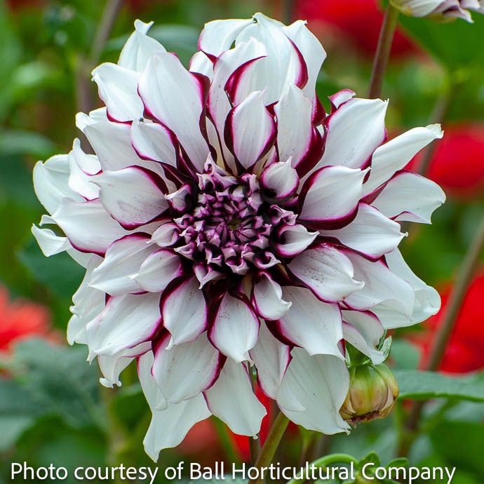 Bulb Dahlia Tartan /Burgundy &amp; White /Dinnerplate 2/pk