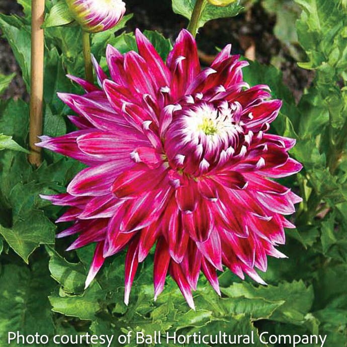Bulb Dahlia Vancouver /Purple w/White Tips /Dinnerplate 2/pk