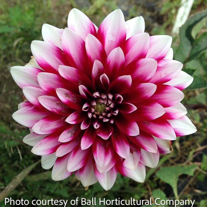 Bulb Dahlia Lady Darlene/ Yellow w/Red tips/ Dinnerplate 2/pk