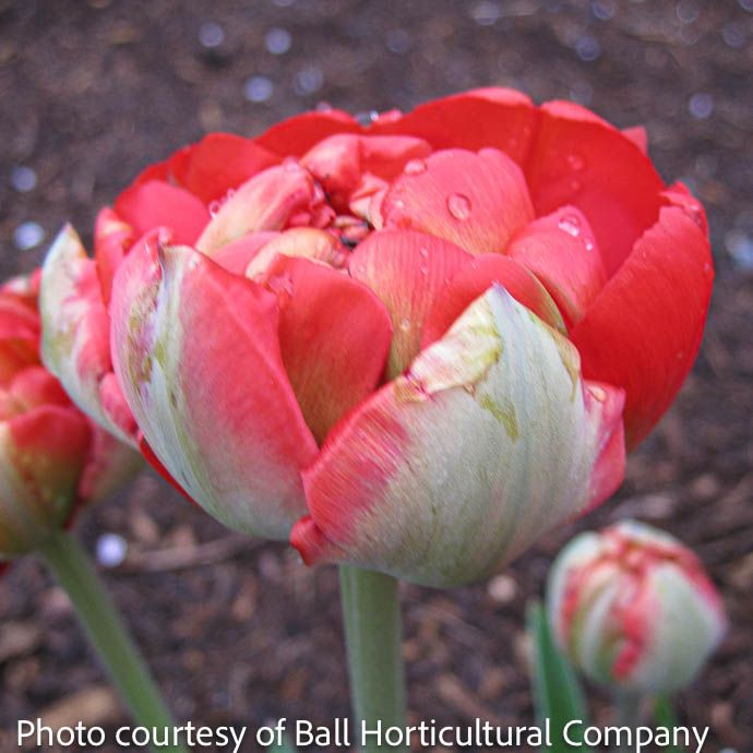 Bulb Tulip Miranda/ Red Double 7/pk