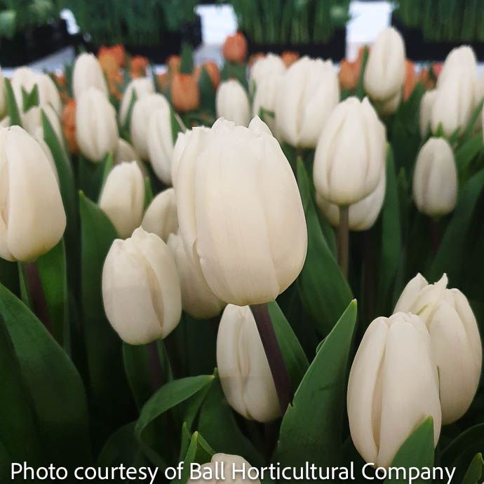 Bulb Tulip White Flag /Triumph 7/pk