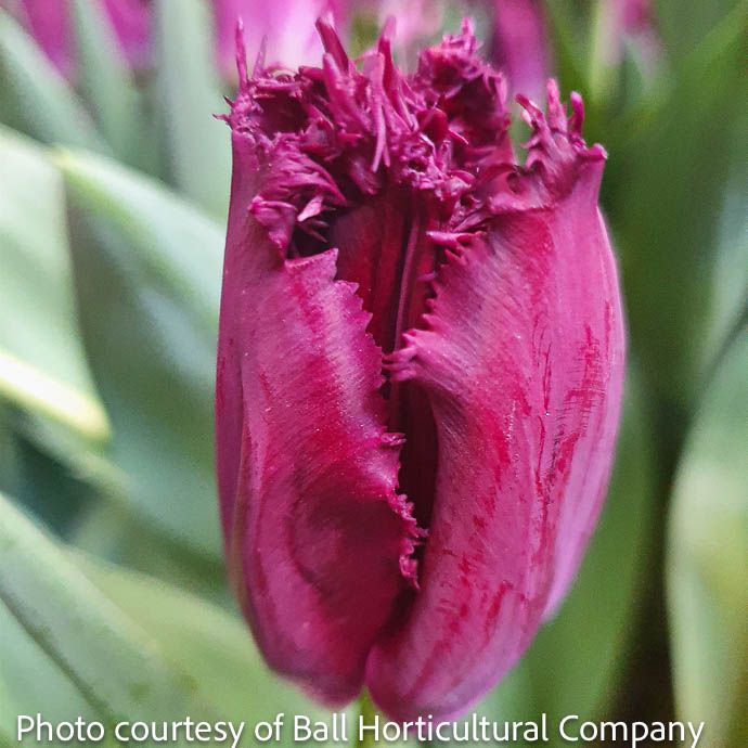 Bulb Tulip Purple Crystal /Fringed  7/pk
