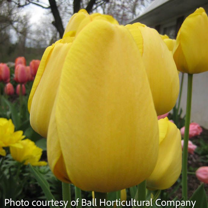 Bulb Tulip Golden Parade /Yellow Darwin Hybrid 7/pk