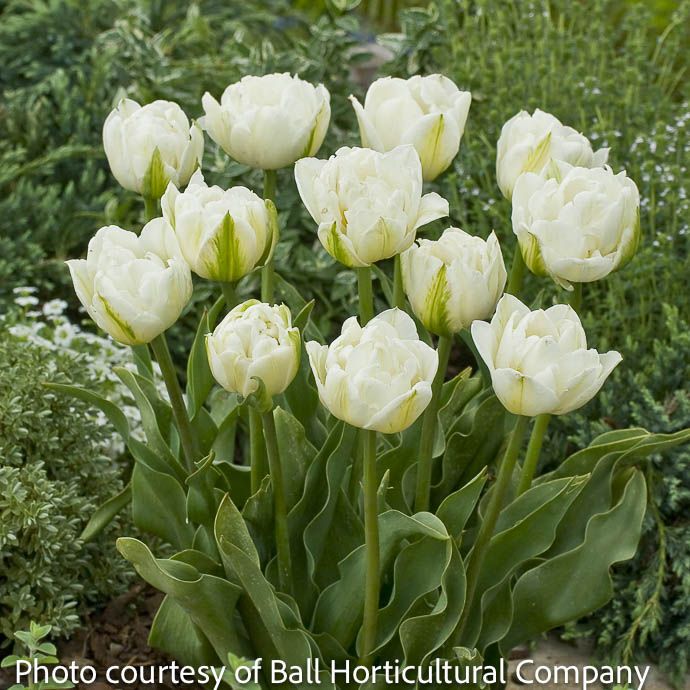 Bulb Tulip Mount Tacoma /White Double 7/pk