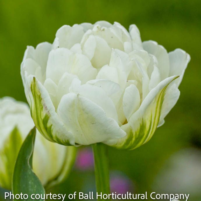Bulb Tulip Mount Tacoma /White Double 7/pk