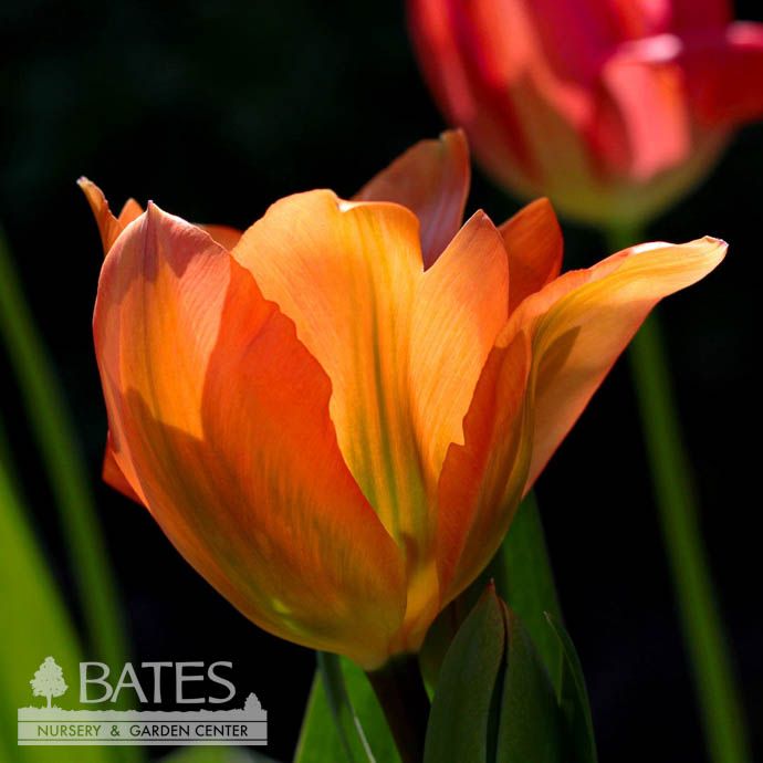 Bulb Tulip Orange Emperor /fosteriana 7/pk
