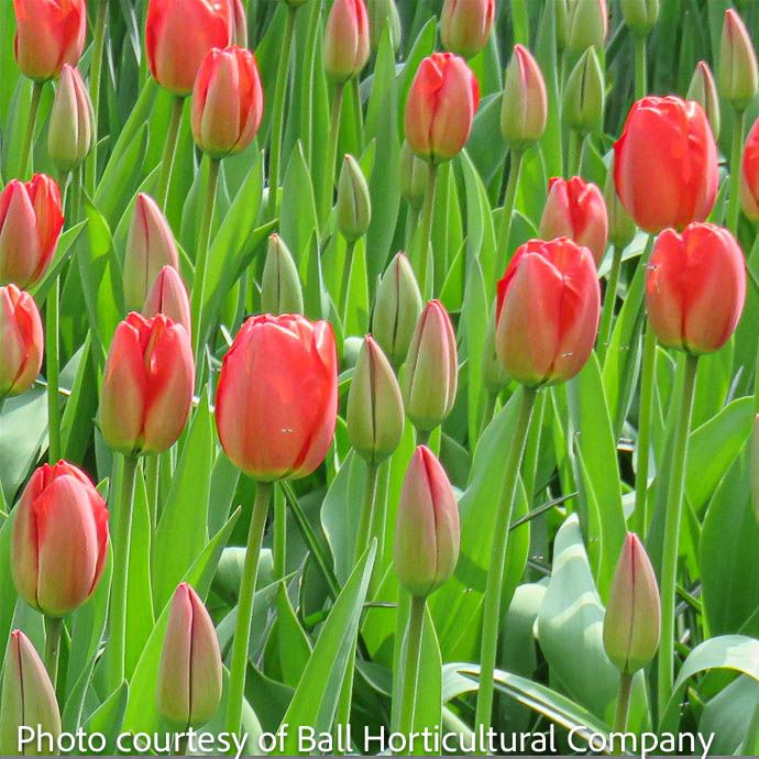 Bulb Tulip Parade /Red Darwin Hybrid 10/Pk