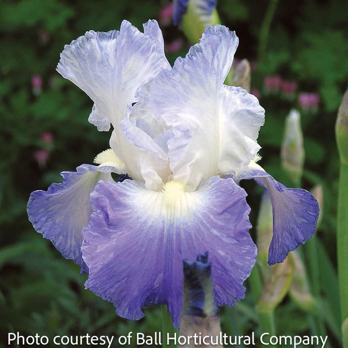 Bulb Iris Clarence/ Bearded Iris aka Germanica/ Purple &amp; White - Repeat 1/pk