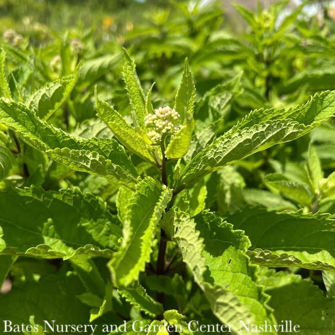 #1 Eutrochium (Eupatorium) dubium AB Little Joe/ Joe Pye Weed Native (R)