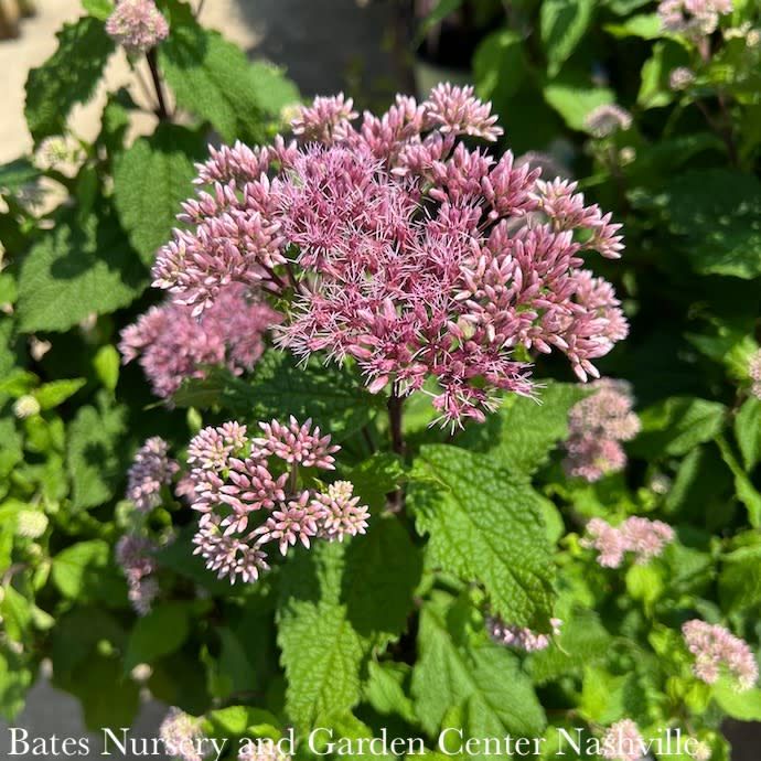 #1 Eutrochium (Eupatorium) dubium AB Little Joe/ Joe Pye Weed Native (R)