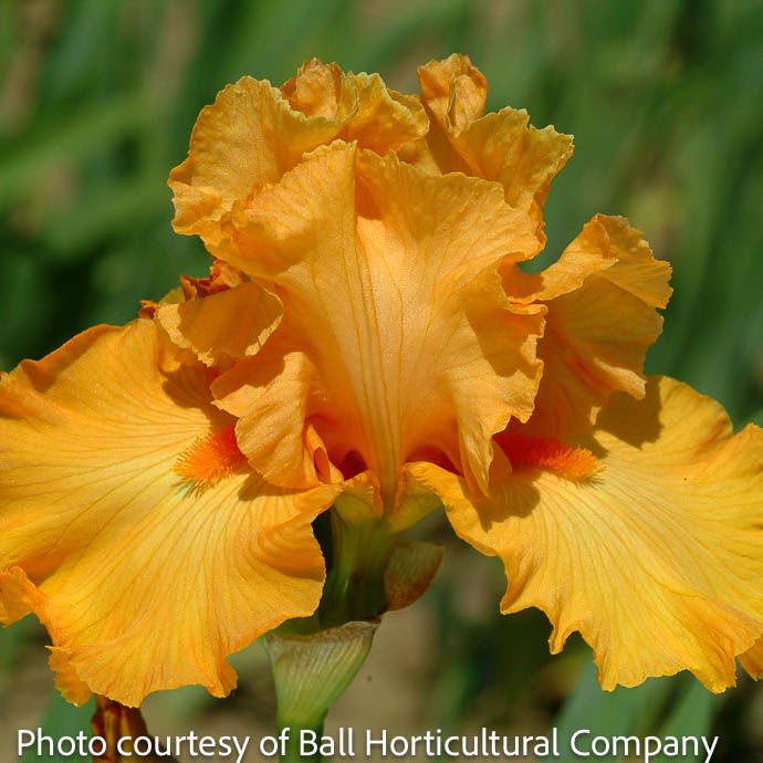 #1 Iris germ Mango Passion/ Orange German Bearded