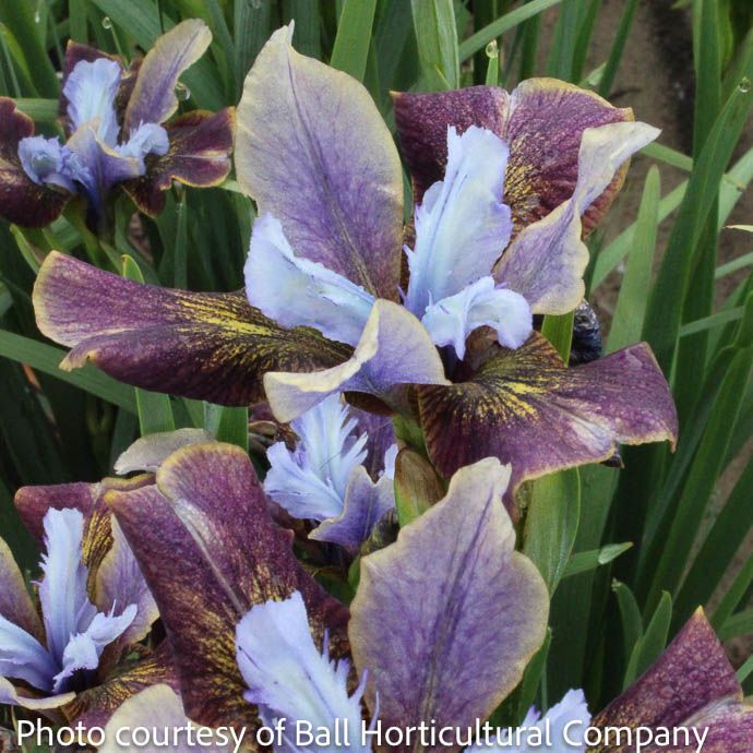 #1 Iris siberican Peacock &#39;Black Joker&#39;/ Siberian