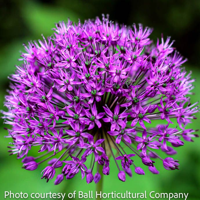 Bulb Allium Purple Sensation 8/pk