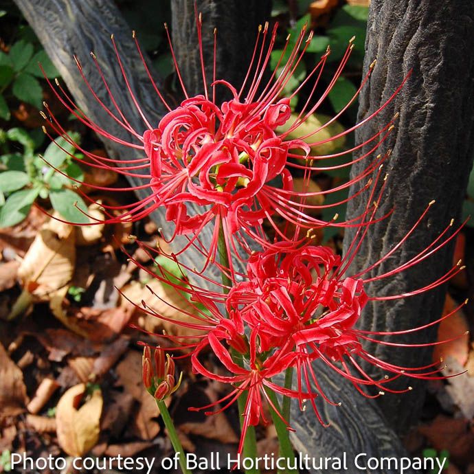 Bulb Lycoris radiata /Red Spider Lily 2/pk