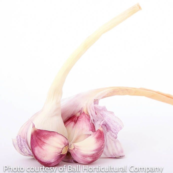 Bulb Garlic Purple Glazer Medium /Hardneck 2/Pk Fall