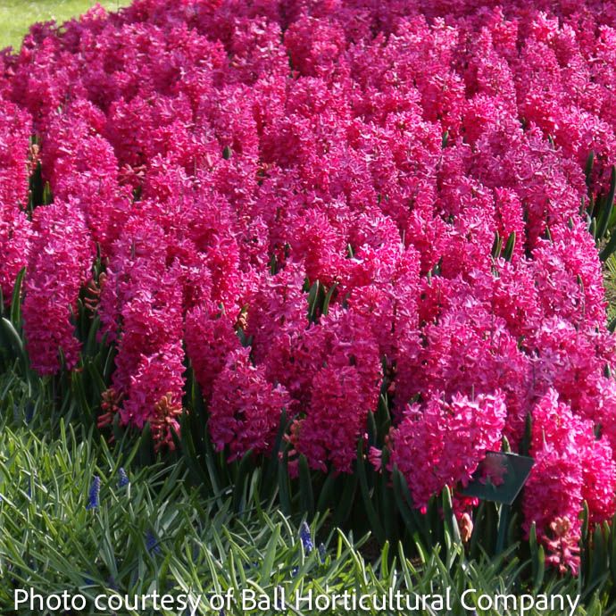 Bulb Hyacinth orientalis Jan Bos /Brt Pink  5/pk