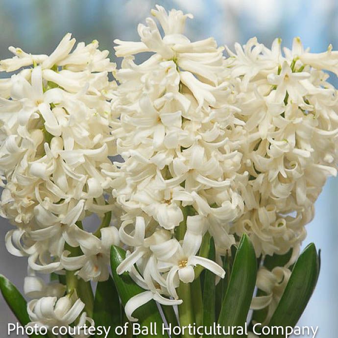 Bulb Hyacinth orientalis Carnegie /White 5/pk