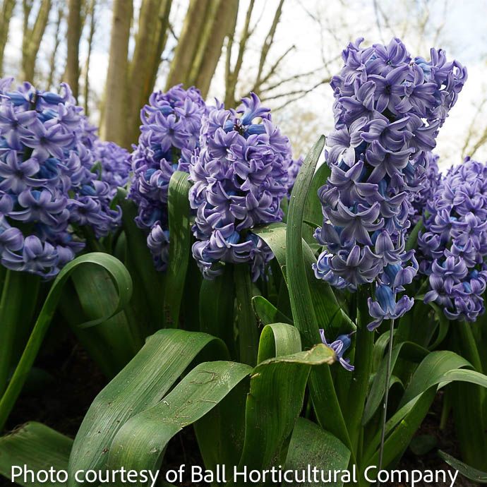 Bulb Hyacinth orientalis Delft Blue 5/pk