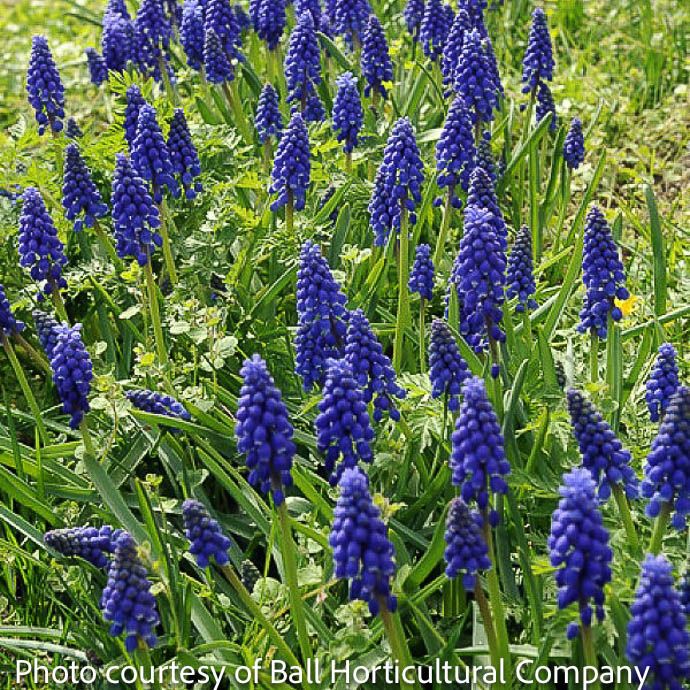 Bulb Muscari armeniacum /Grape Hyacinth 20/pk