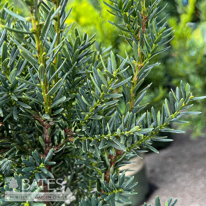 #2 Taxus x media Dark Green Spreader/ Yew