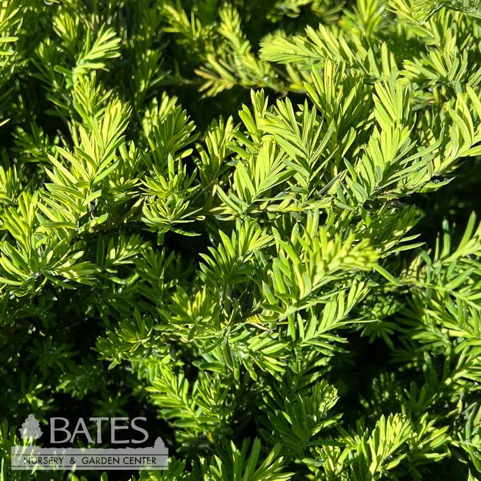 #5 Taxus x media Tauntonii/ Spreading Yew