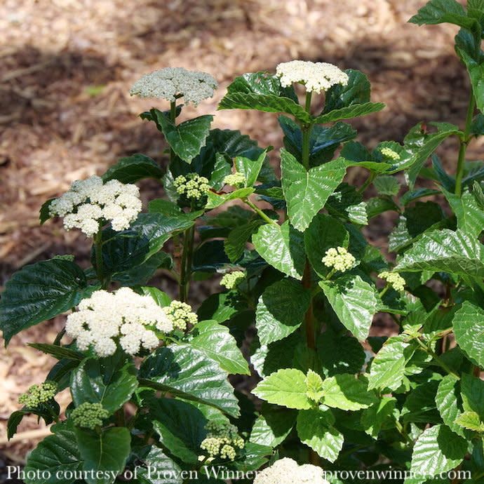 #3 Viburnum dent var deamii PW Glitters and Glows/ Arrowwood Native (TN)