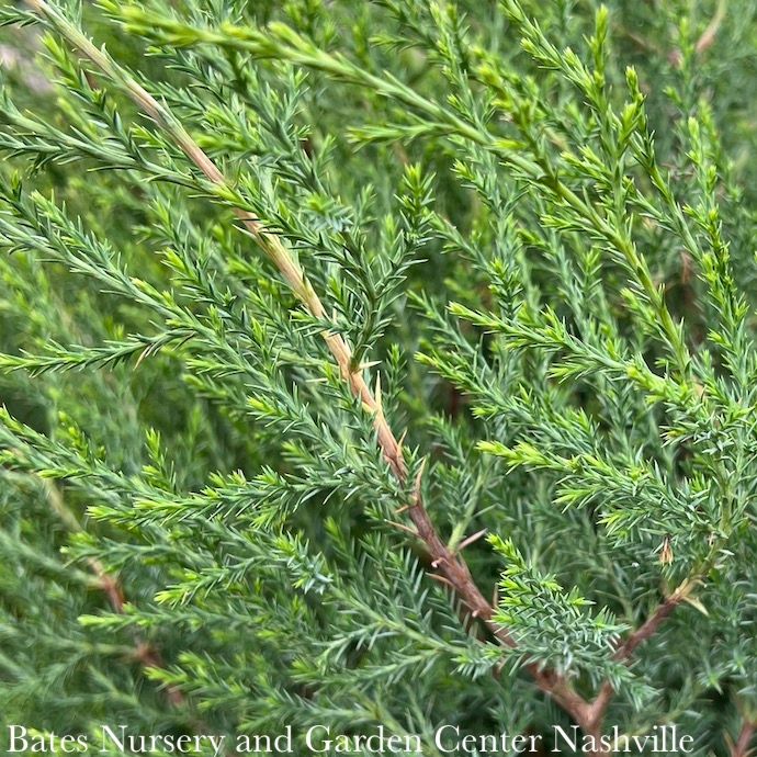 8p Juniperus virginiana/ Upright Eastern Red Cedar Native (TN)