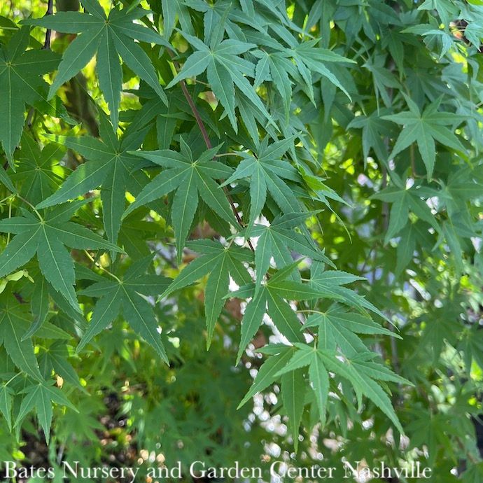 #15 Acer pal Ryusen/ Weeping Green Japanese Maple