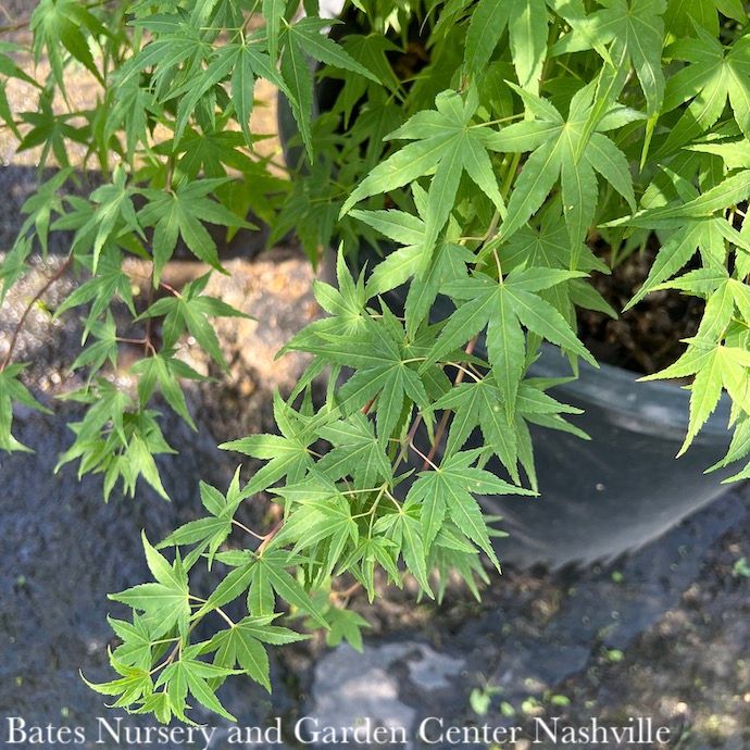 #15 Acer pal Ryusen/ Weeping Green Japanese Maple
