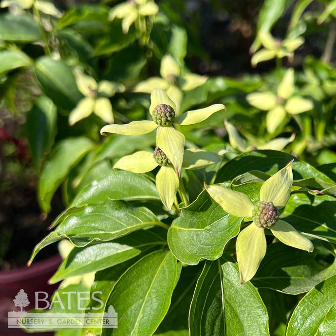 4FT Cornus kousa Little Poncho/ Dwarf Flowering White Dogwood