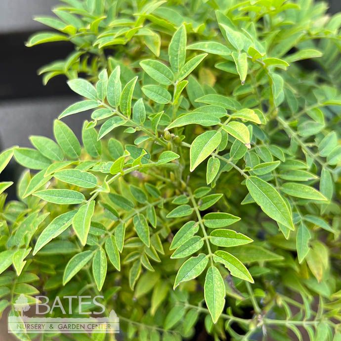 LPP(4p) Bonsai Starter Millettia japonica Hime Fuji/ Dwarf Wisteria Shrub - No Warranty