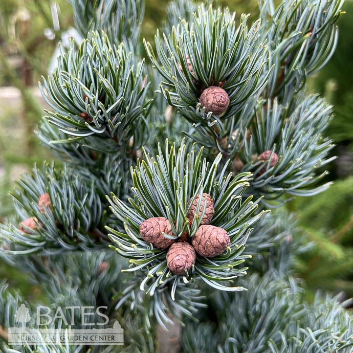 #6 Pinus parviflora Koru/ Japanese White Pine - No Warranty