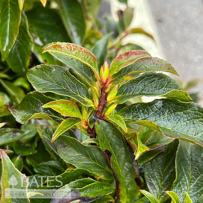 #6 Stewartia koreana Bashful/ Shrub Form