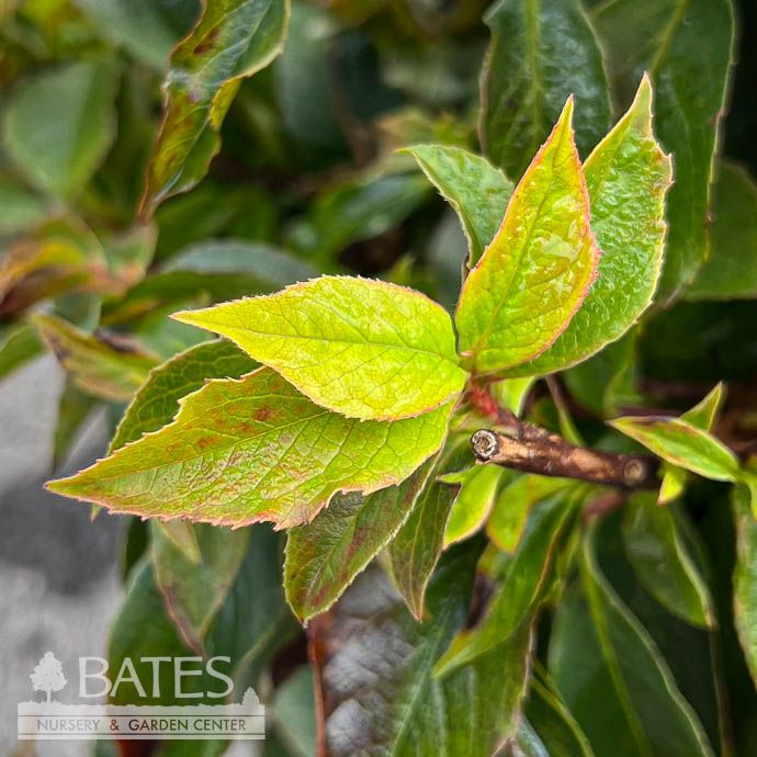 #6 Stewartia koreana Bashful/ Shrub Form