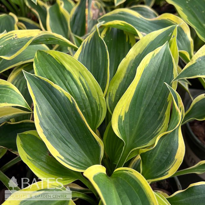 #1 Hosta Broadband/ Green w/ Yellow Margins